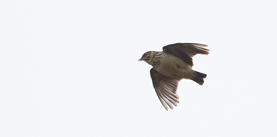 Hedelrke OvstrupHede 2021 CGL