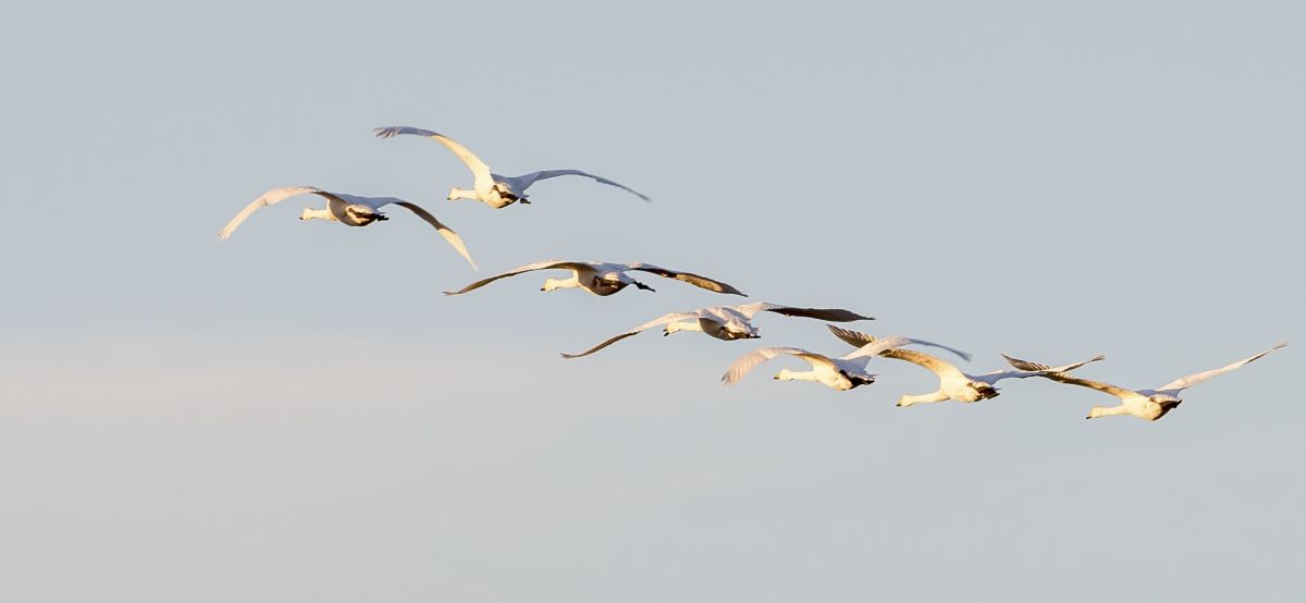 Sangsvane 20190118 CSJ